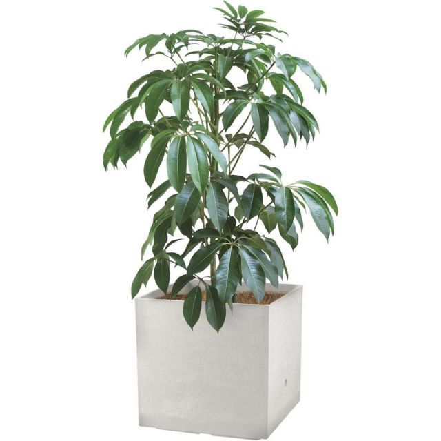 リッチェル ラヴィーレ プランターWS キューブ 55型 ホワイト 170902 大型プランター 底面給水機能付 WWW_GEBZETESISAT_COM_TR