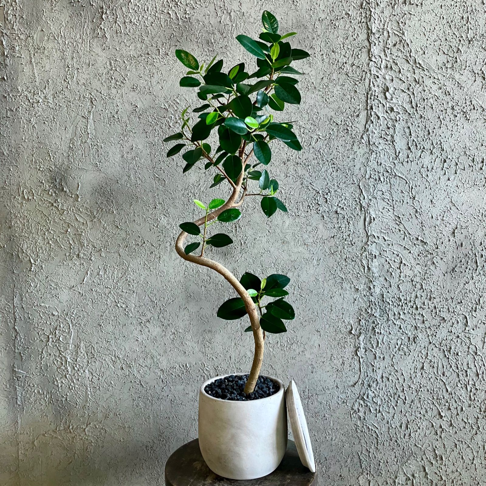 フランスゴムの木　螺旋仕立て　7号　陶器鉢　植え込み発送 フランスゴムの木 螺旋仕立て 7号 陶器鉢 植え込み発送 特大 フィカス