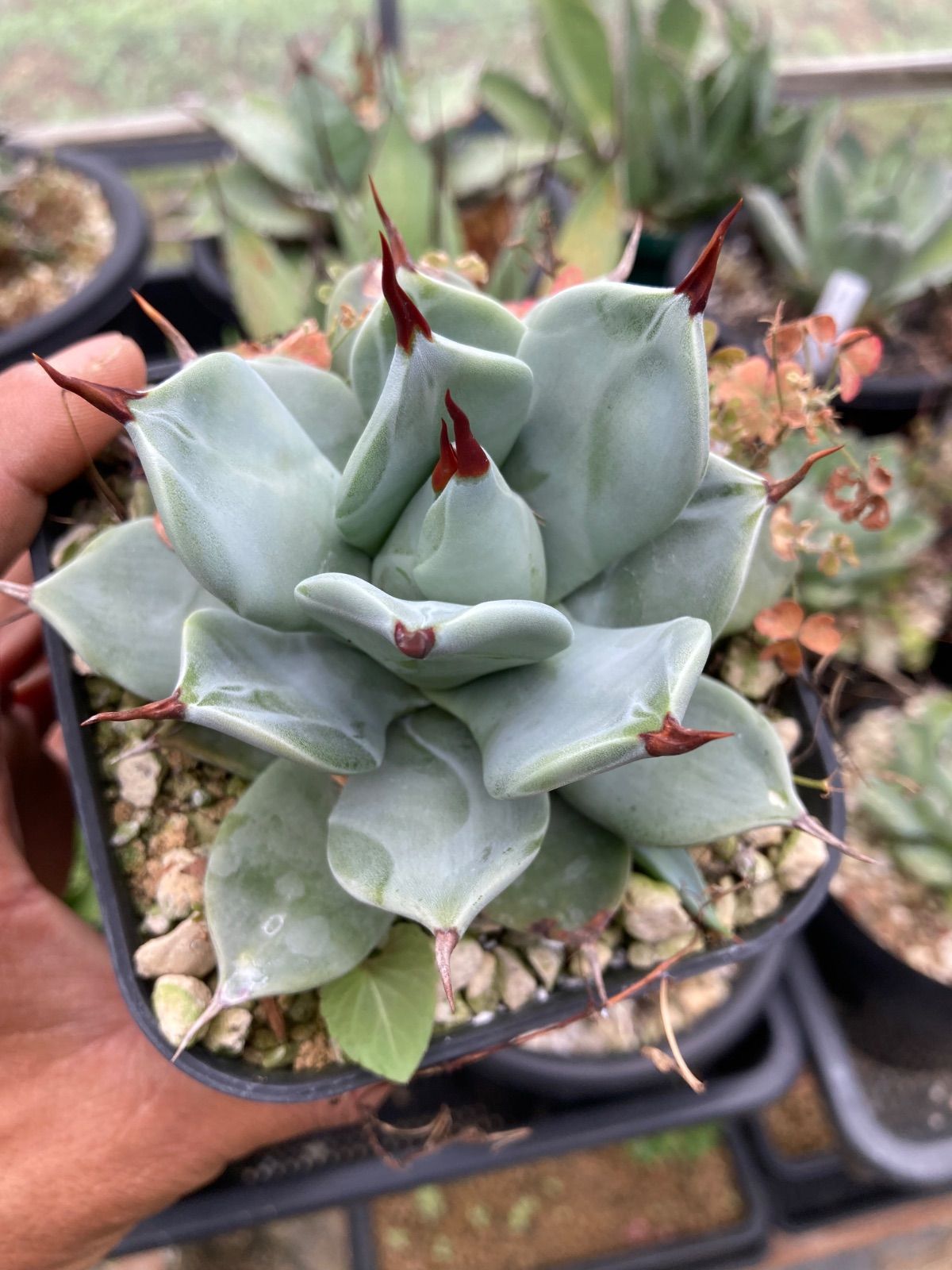 アガベ 一本棘 イシスメンシス - メルカリ