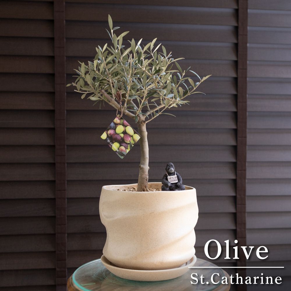 オリーブネバディロブランコ naturalgardenホワイトテラコッタ鉢植え苗