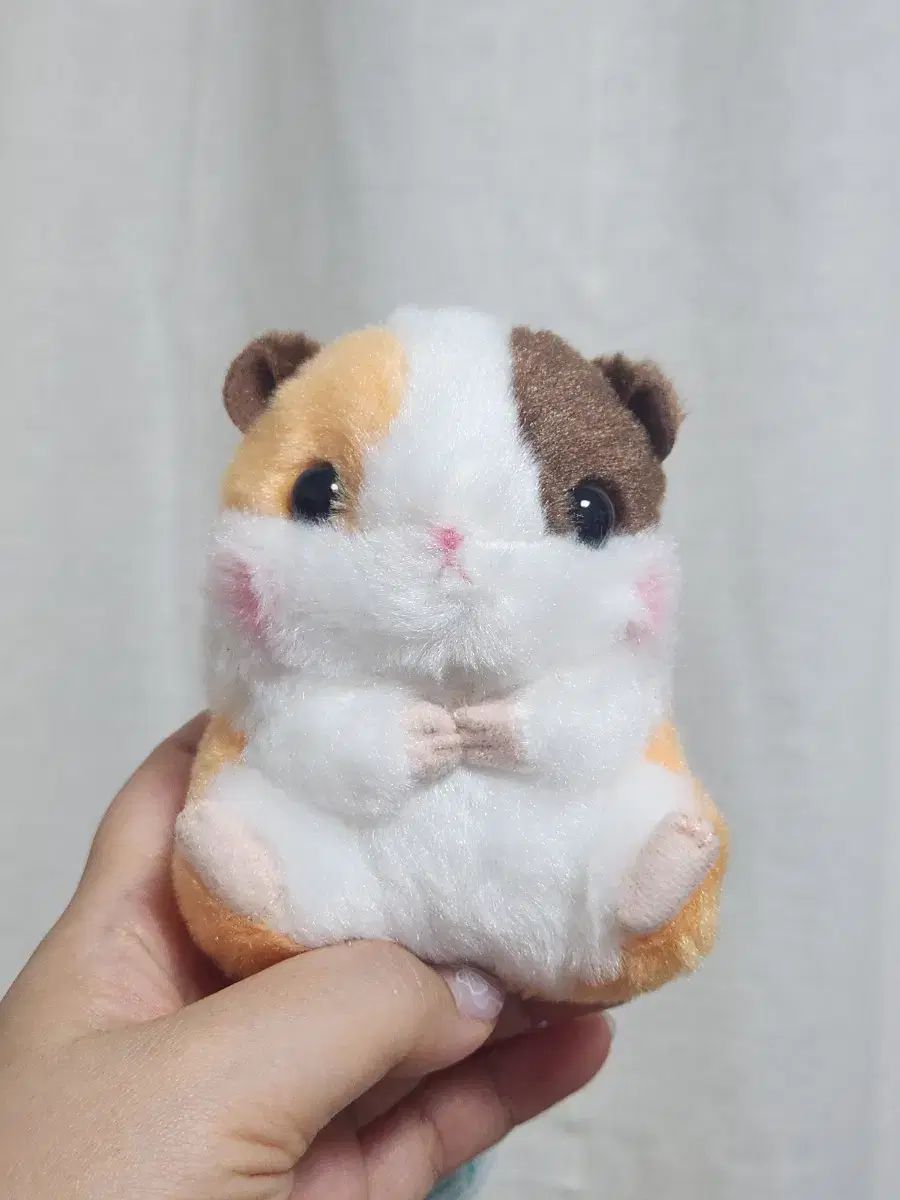 コロハムコロン モルちゃん