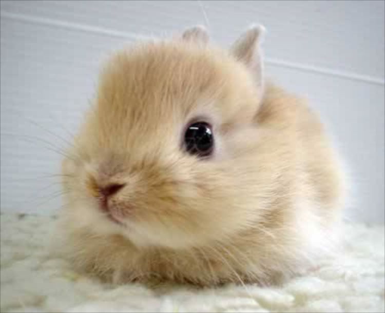 ぽてうさろっぴー BC ゆずぴょん / Poteusa Loppy BC Yuzupyon
