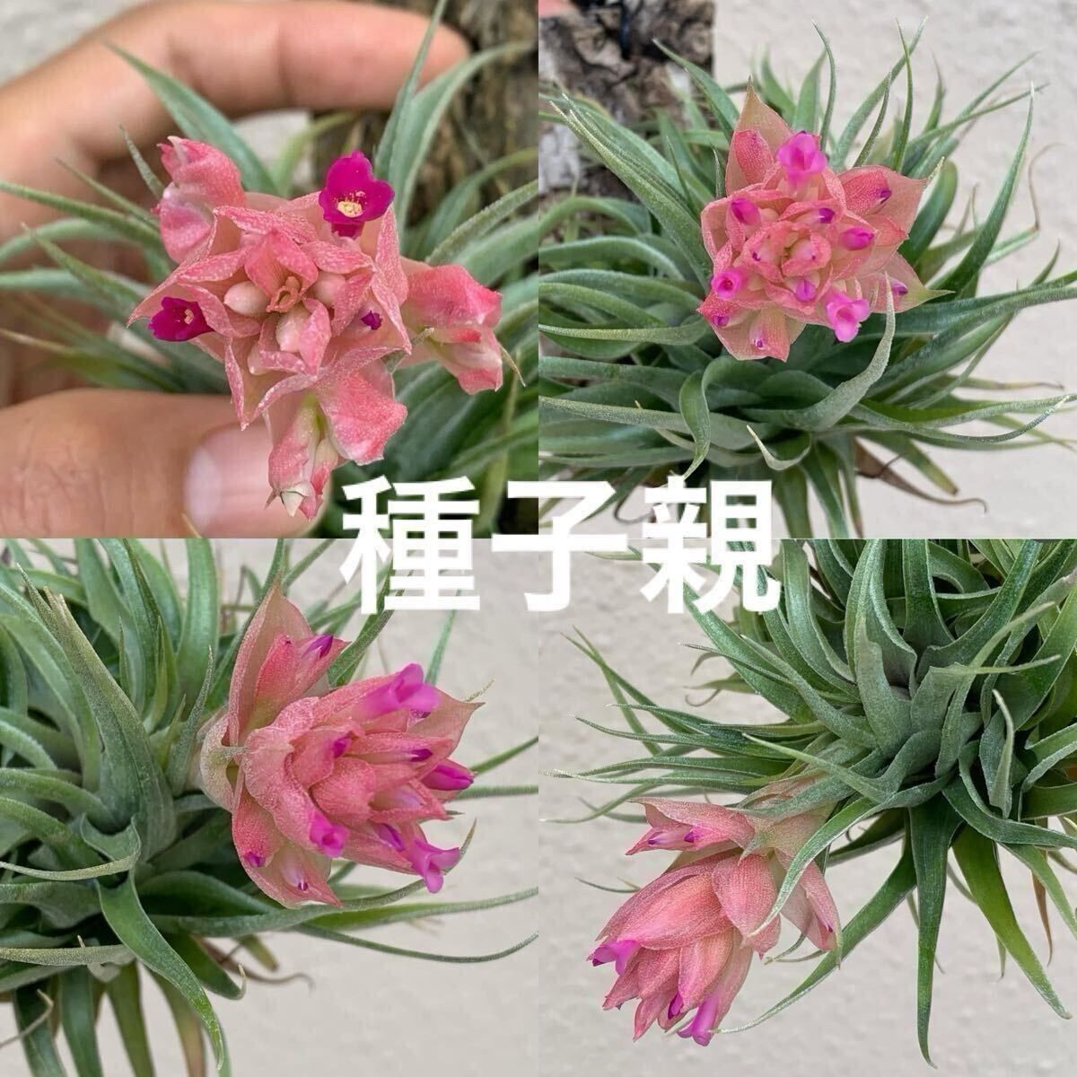 Tillandsia roseiflora ティランジア ロゼイフローラ ワイルド×ワイルド 種子×20粒 発芽9割以上 多肉植物 チランジア エアプランツ