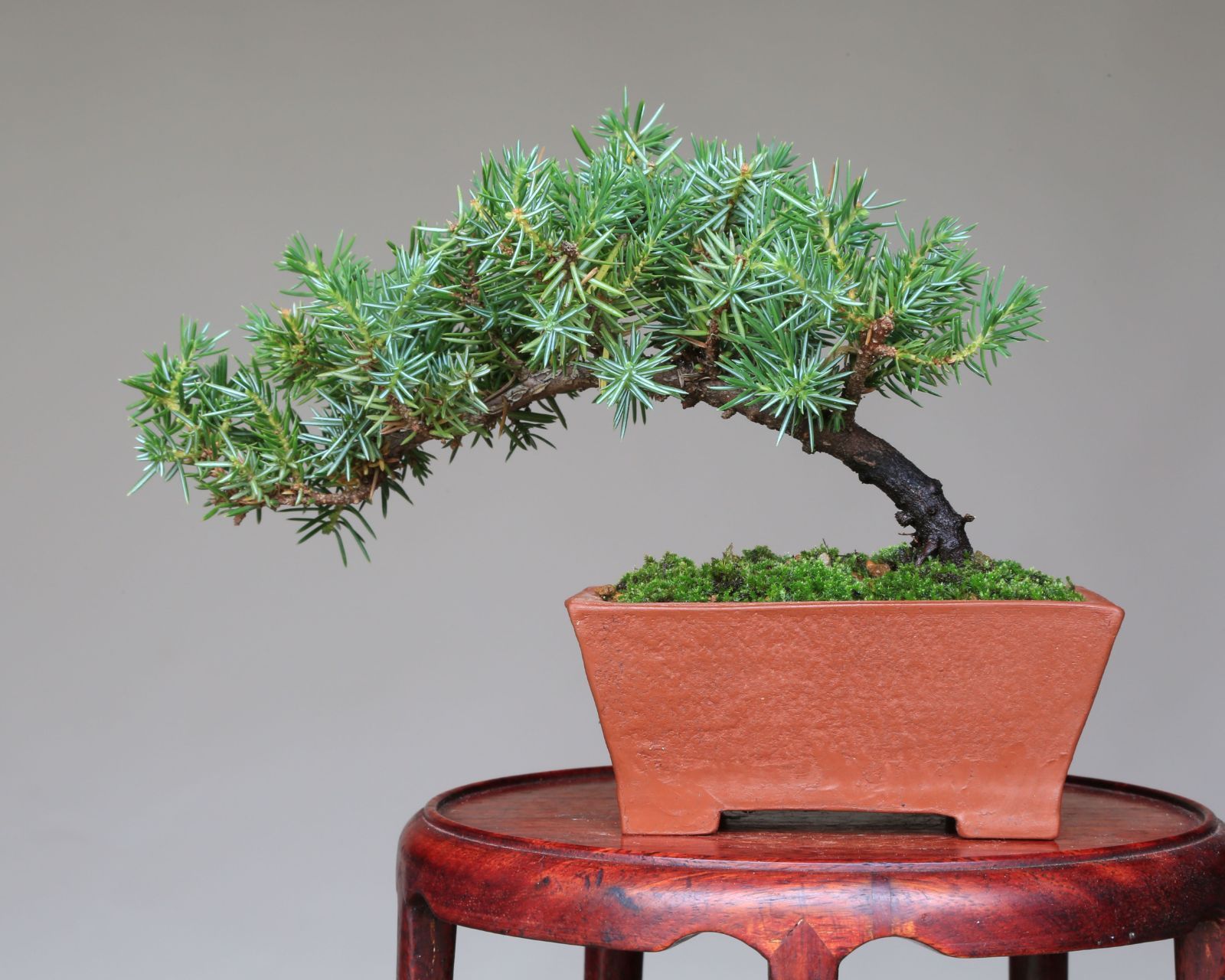 杜松盆栽 八房杜松 太幹 ミニ盆栽 小品盆栽 樹高葉先ま