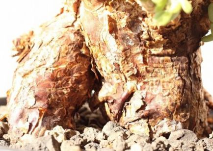 ケラリア ピグマエア 大株 GC① ケラリア：ピグマエア 2.5号 の通販