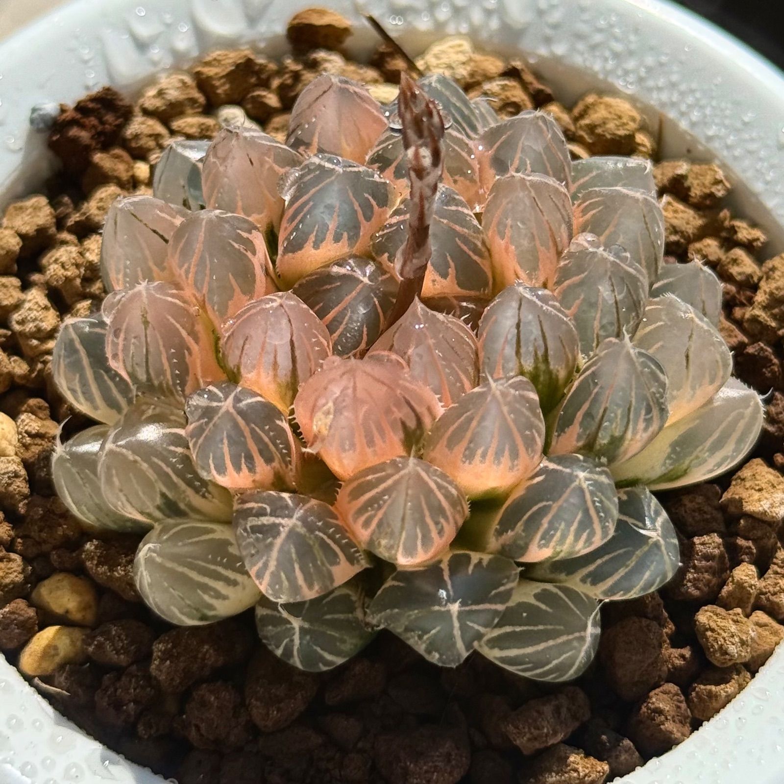 親株糊斑