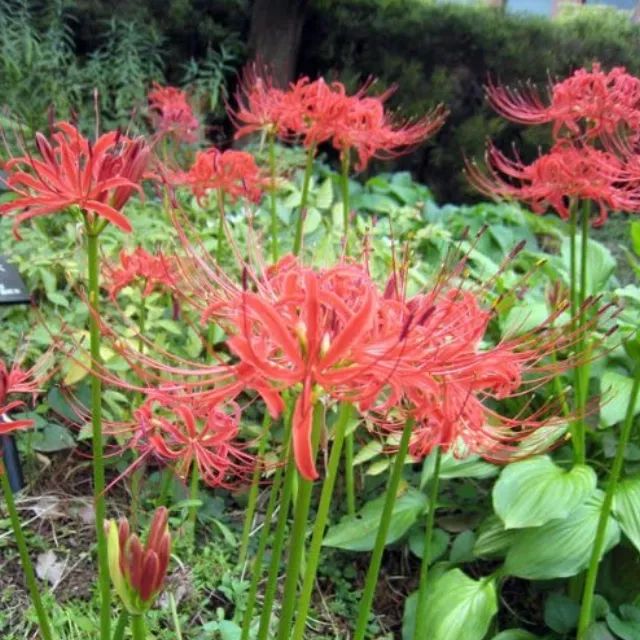 彼岸花　赤　球根　大小５００球 彼岸花 赤 球根 大小500球 彼岸花 球根のおすすめ人気