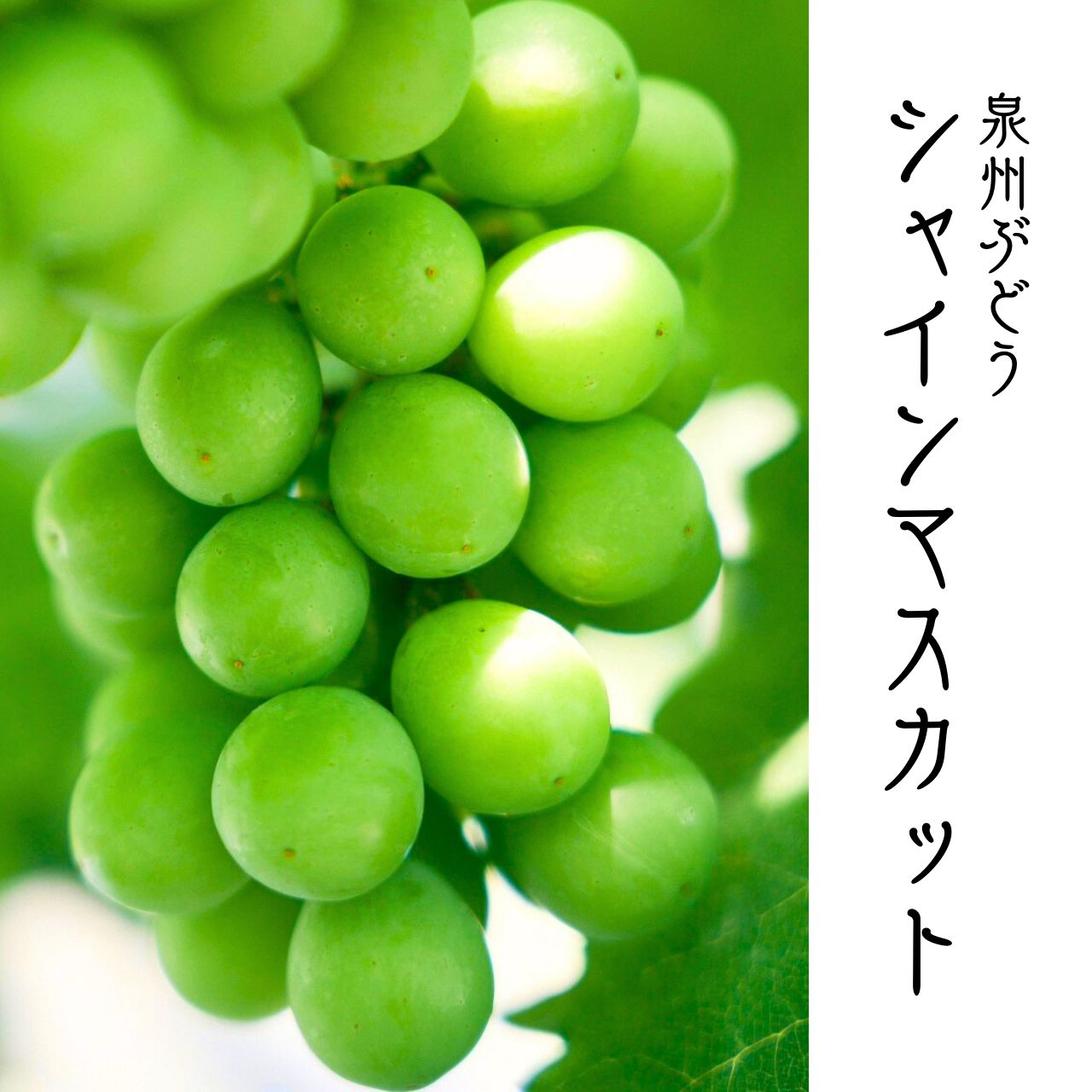 【贈りものに】泉州産シャインマスカット　2房