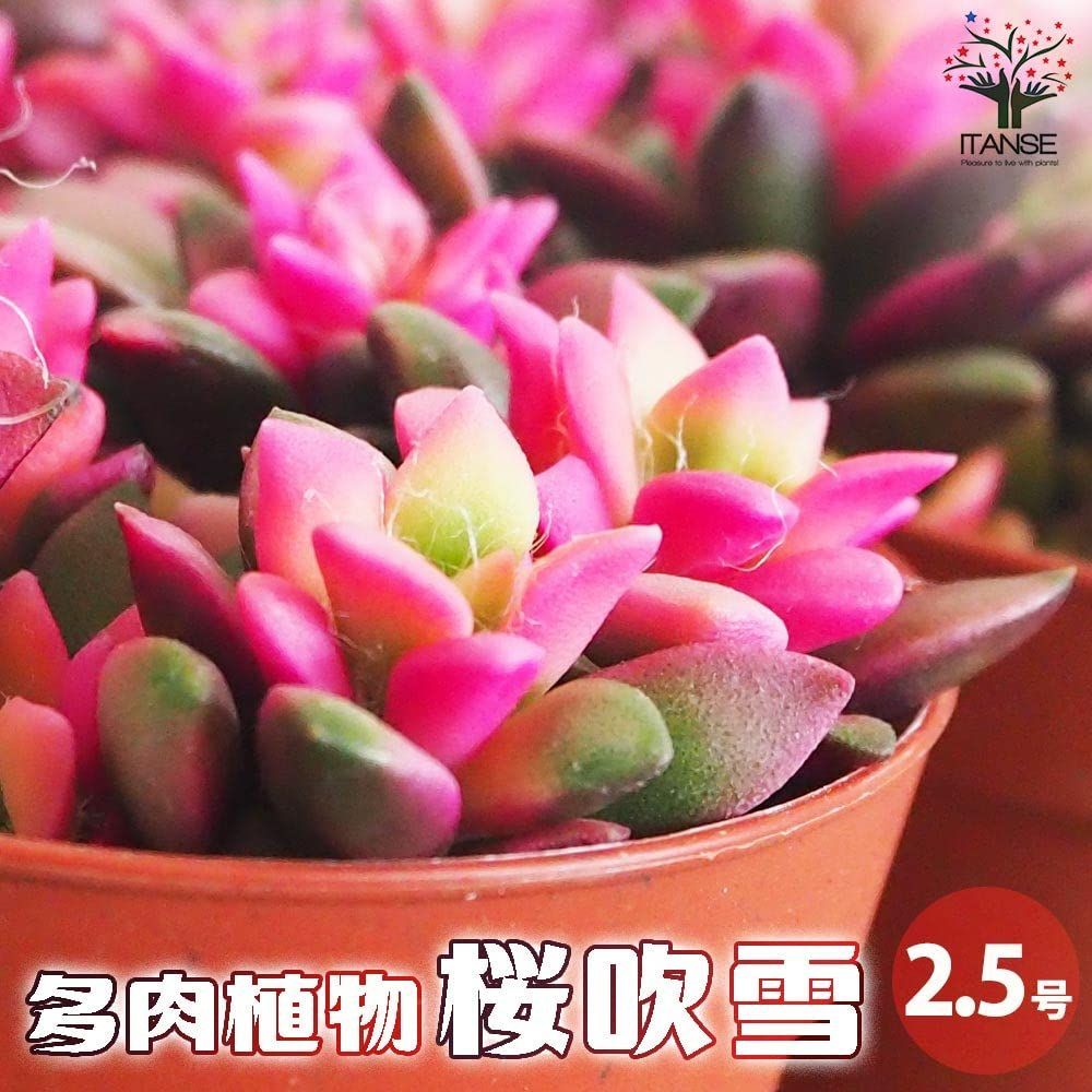 ITANSE 多肉植物 桜吹雪 2.5～3号 6個売り【品種で選べる多肉植物】