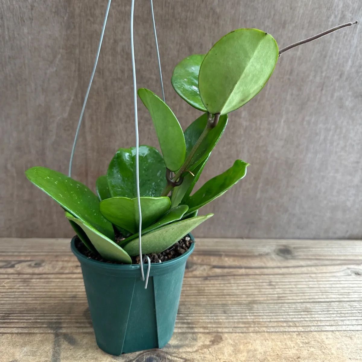 花座つき 珍種 レアホヤHoya SLM02 サクララン 観葉植物『ホヤ