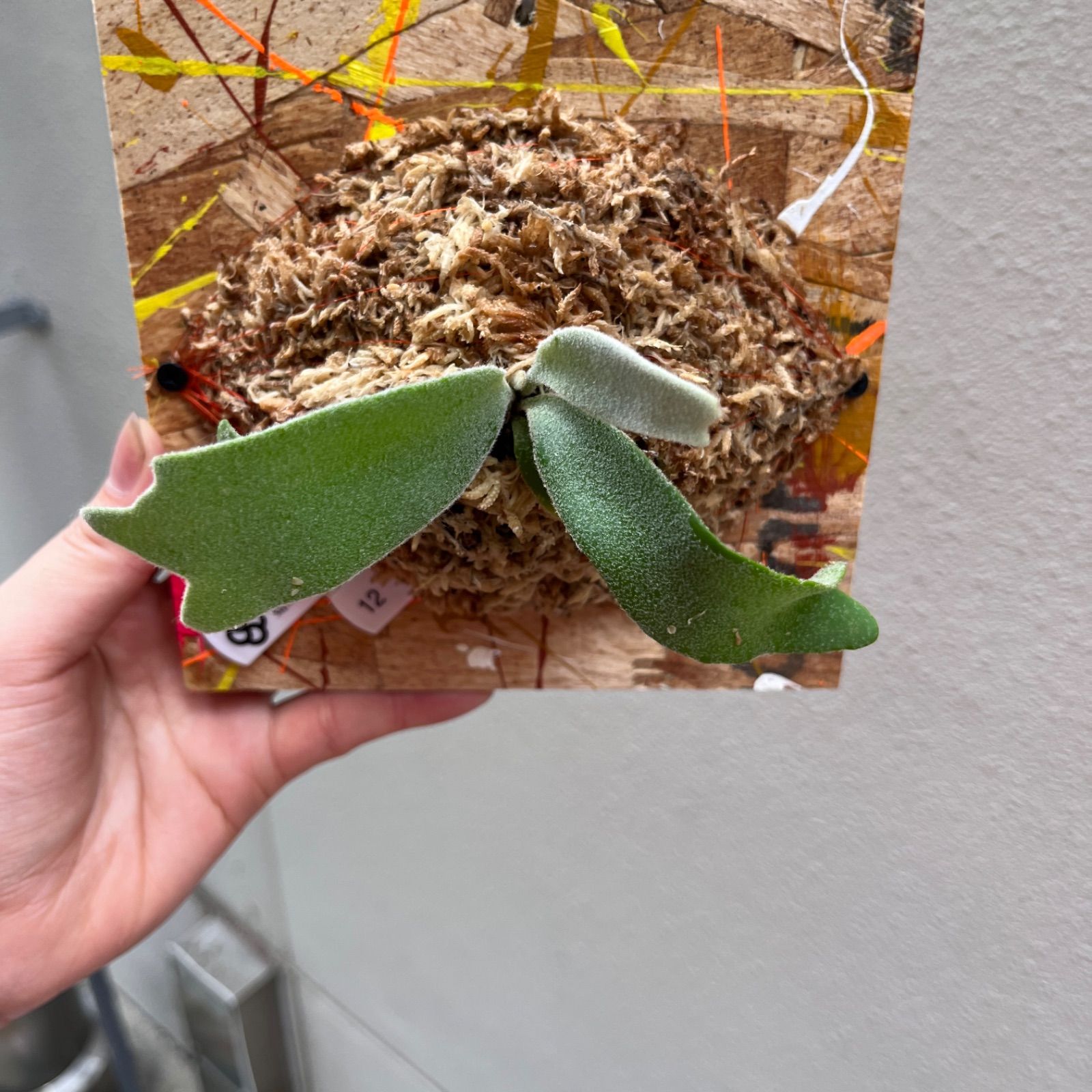 P. willinckii \月光爪哇\ sporeビカクシダ/\PaintBoard\ 12