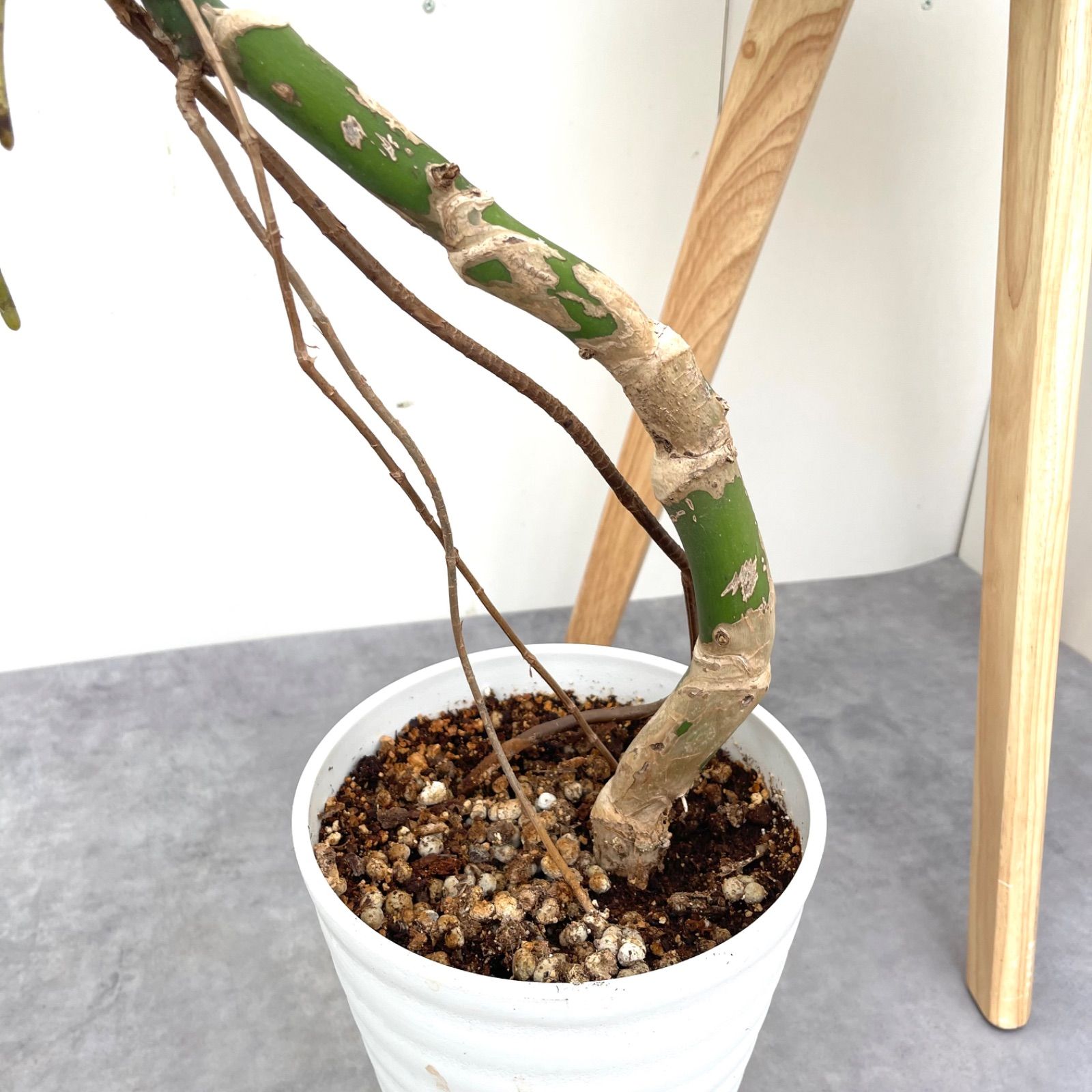 モンステラ 1【現品】観葉植物 幹上がり 室内 7号