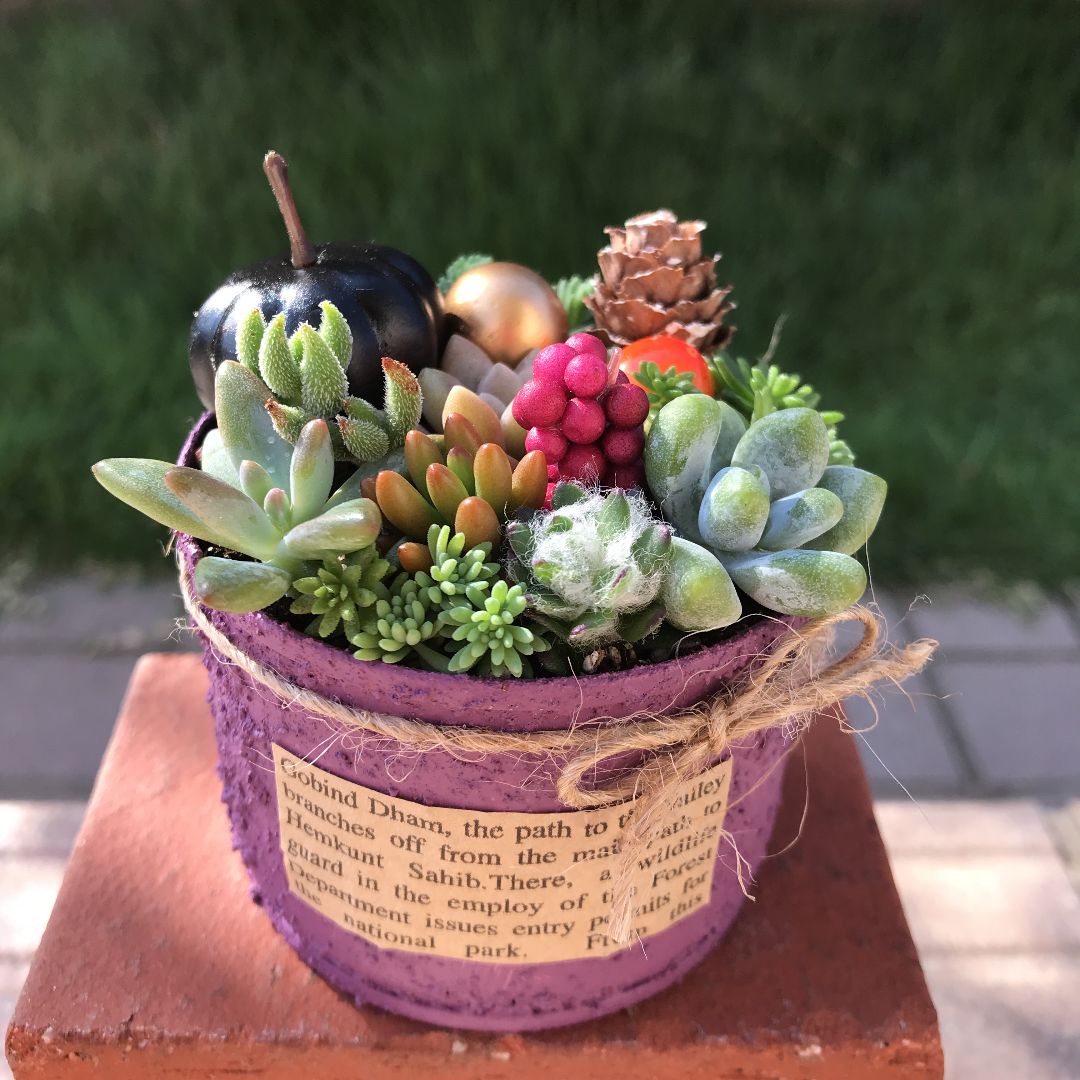 多肉植物 ♡そのまま飾れる寄せ植え♡リメ缶セット✩.*˚