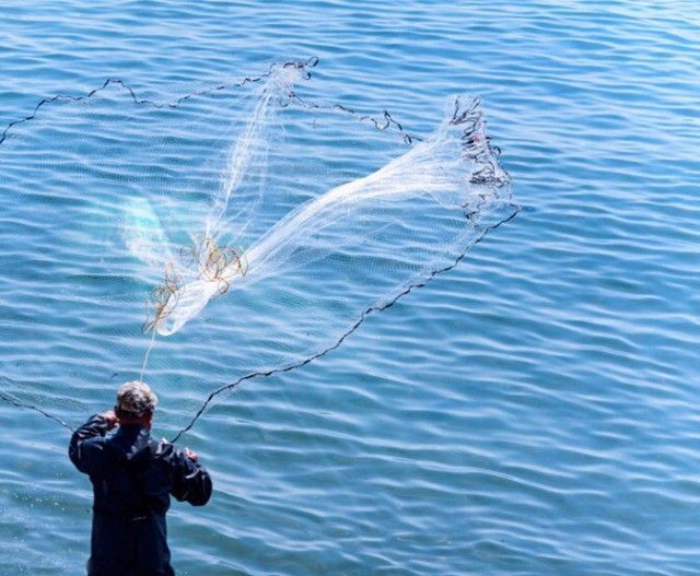 魚