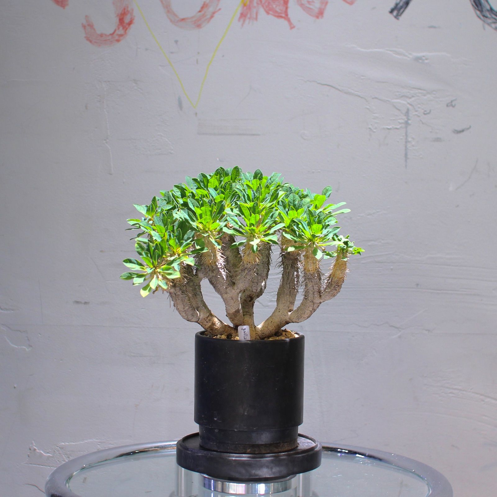 ユーフォルビア ギラウミニアナ ② ユーフォルビア ギラウミニアナ