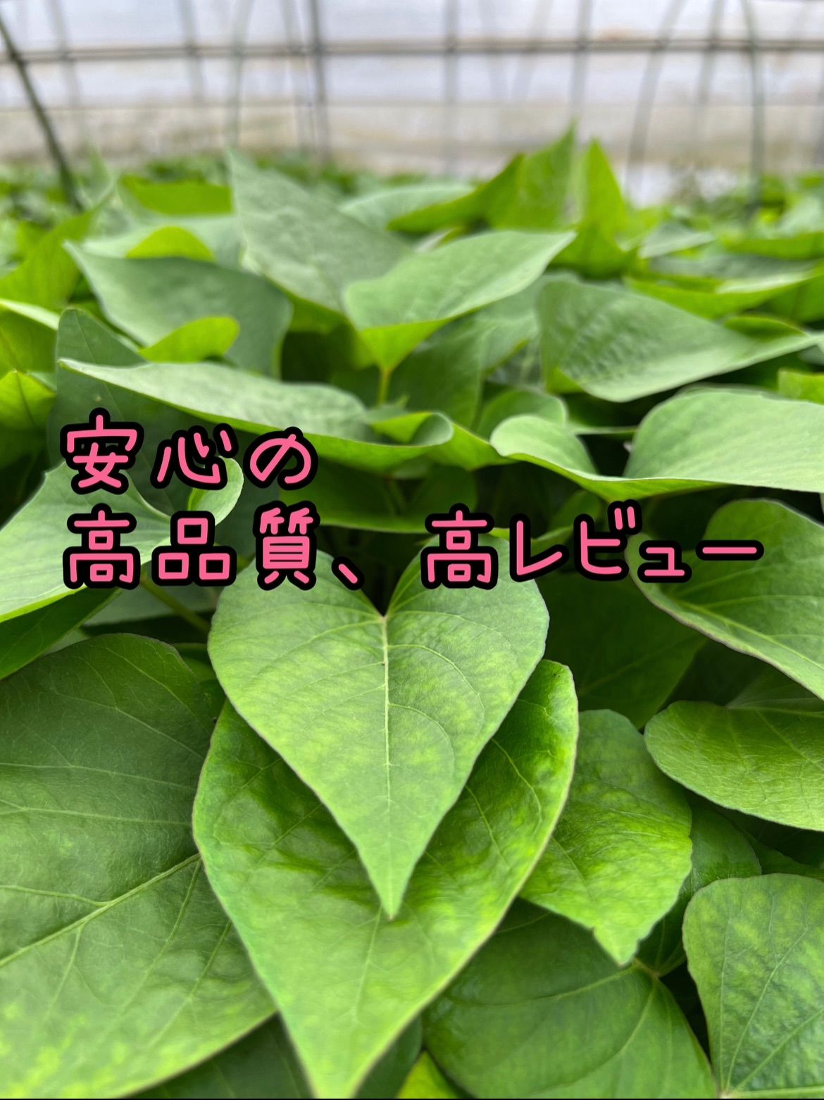 紅はるか苗 ウイルスフリー