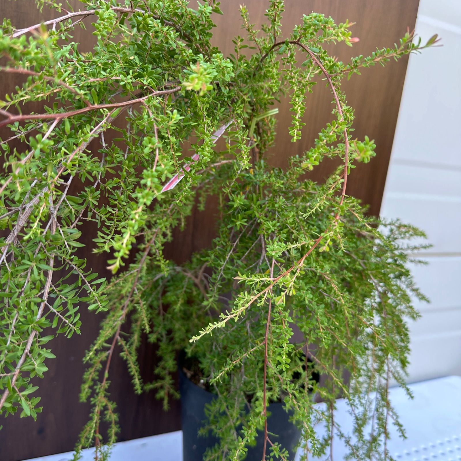 現品】④ レプトスペルマム バーチカルドロップ 6号 ティー