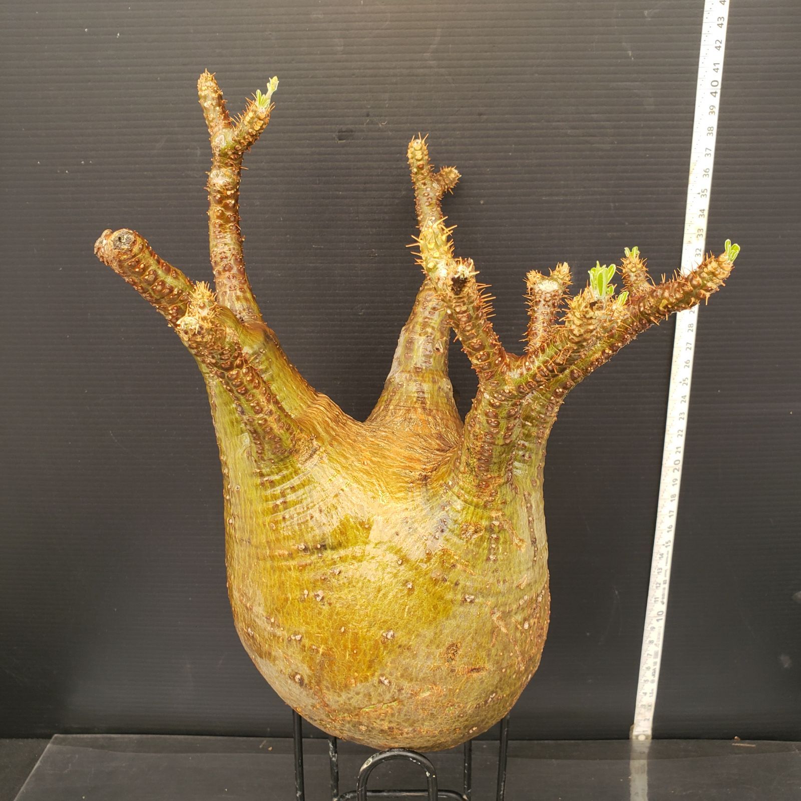 M595【最新到着】Pachypodium グラキリス（ML）（現地球・抜き苗