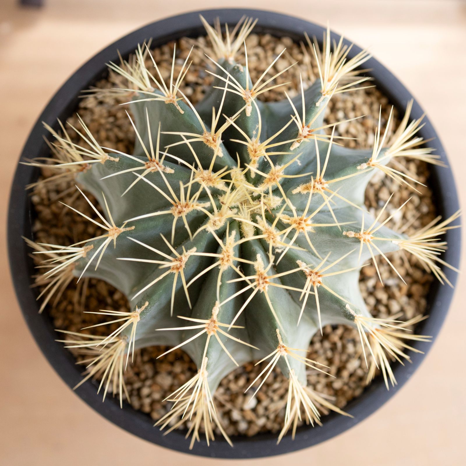 発根済 25cm