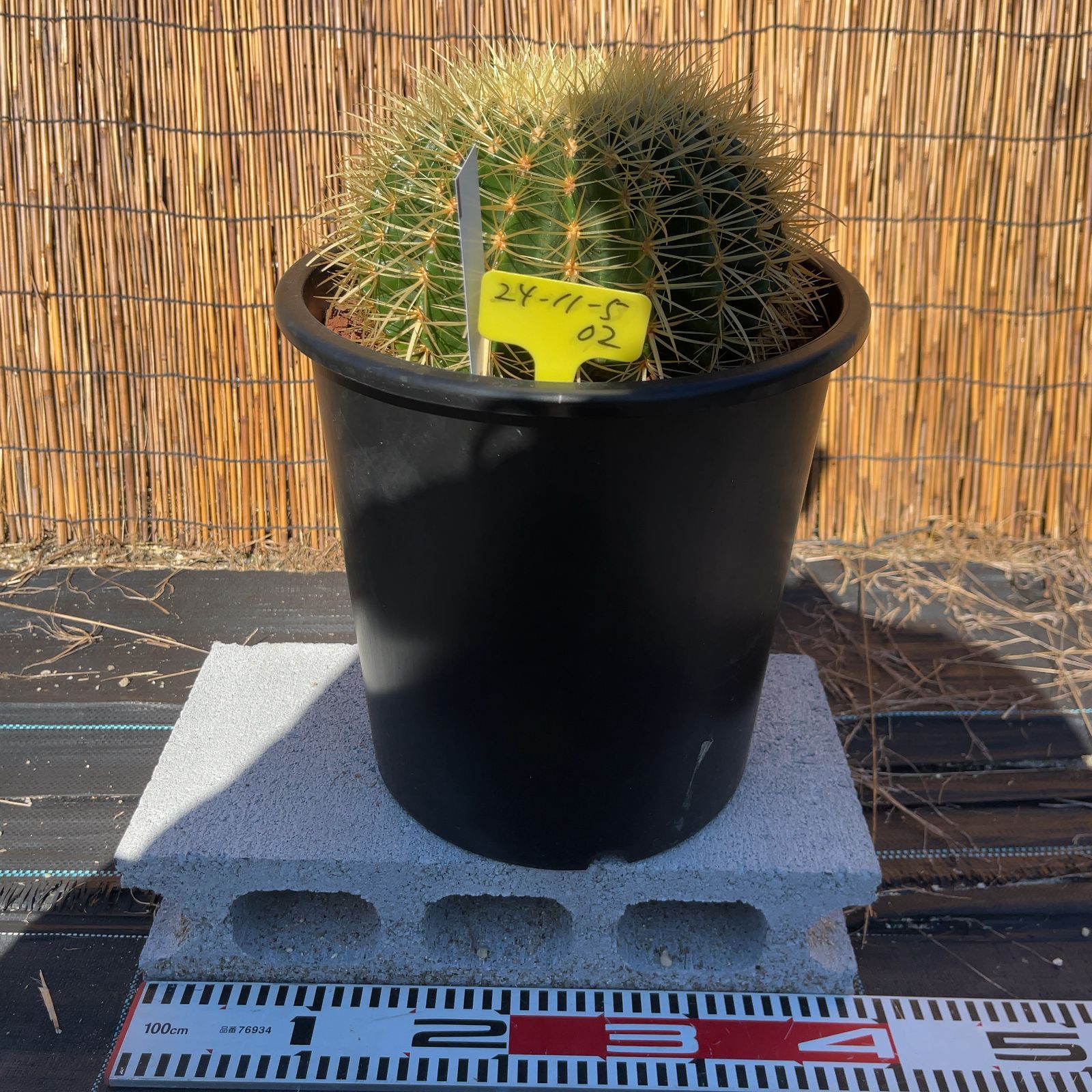 【鉢ごと発送】サボテンの王様！金色サボテン / 金鯱（キンシャチ）Golden barrel cactus / 8号 黒鉢【現品】M24-11-5-02