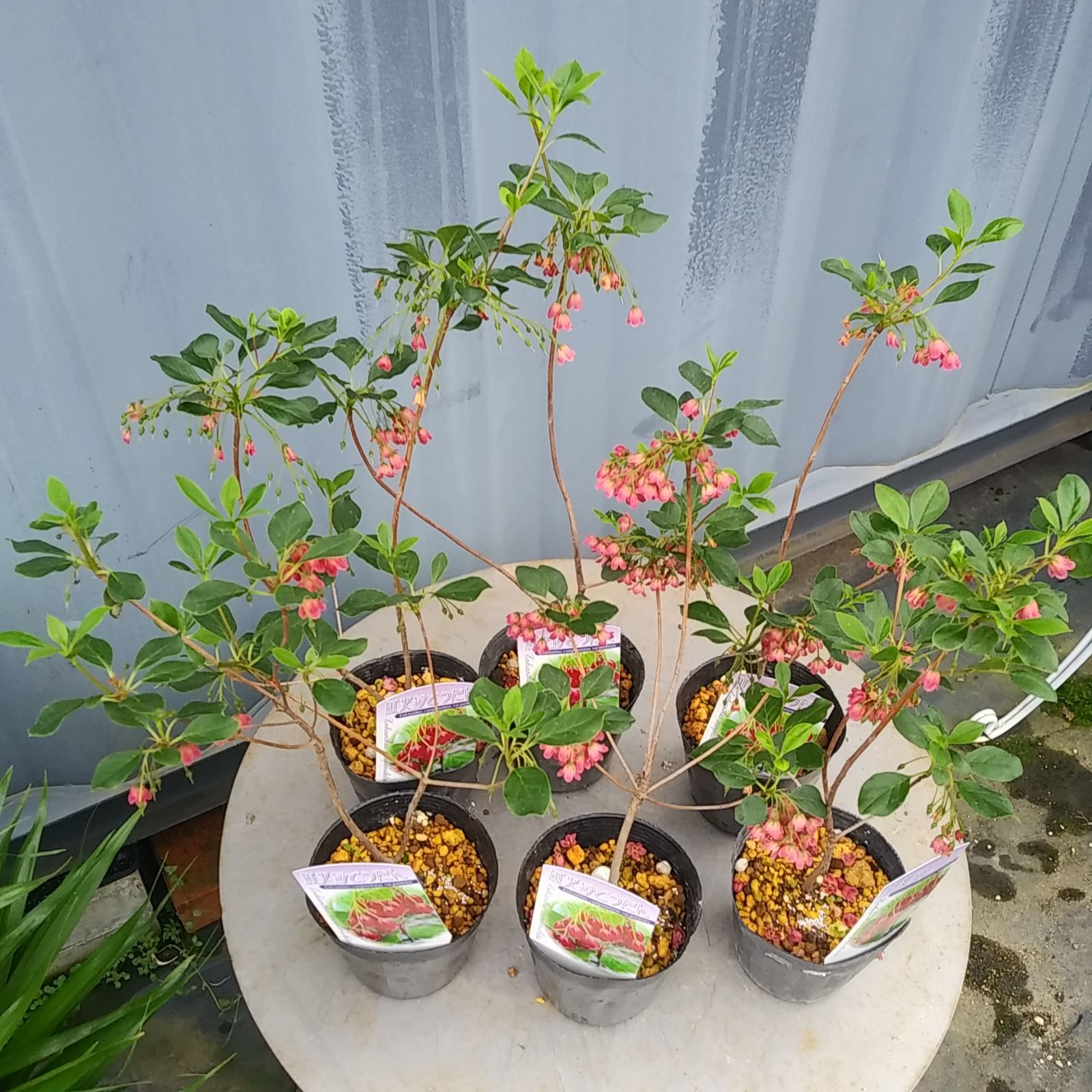 アデニウム 黄花 6号鉢