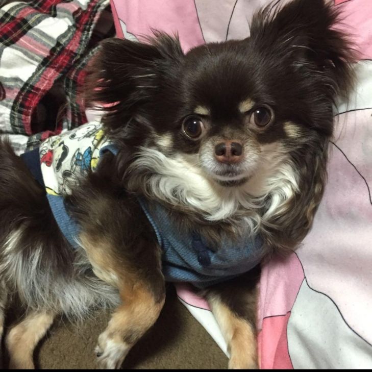 ぬんさま専用 羊毛フェルト 犬 チワワ Mサイズ オーダー 羊毛