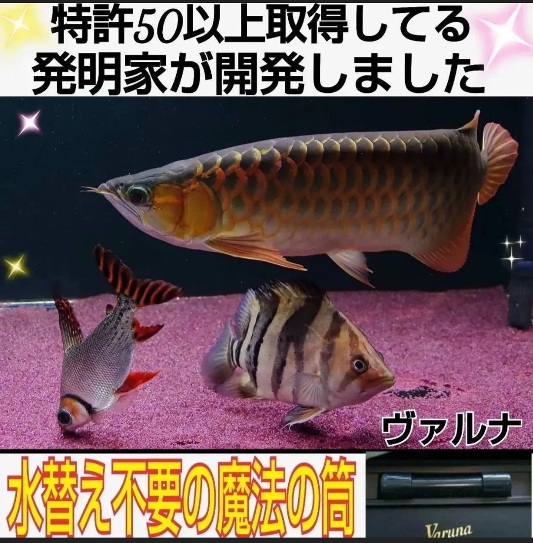 水槽の水が綺麗になります【ヴァルナミニ8㎝】水槽に入れるだけ！水替え不要で透明度を抜群に保ちます！有害物質や病原菌も強力抑制！魚が元気に長生きします！  - メルカリ