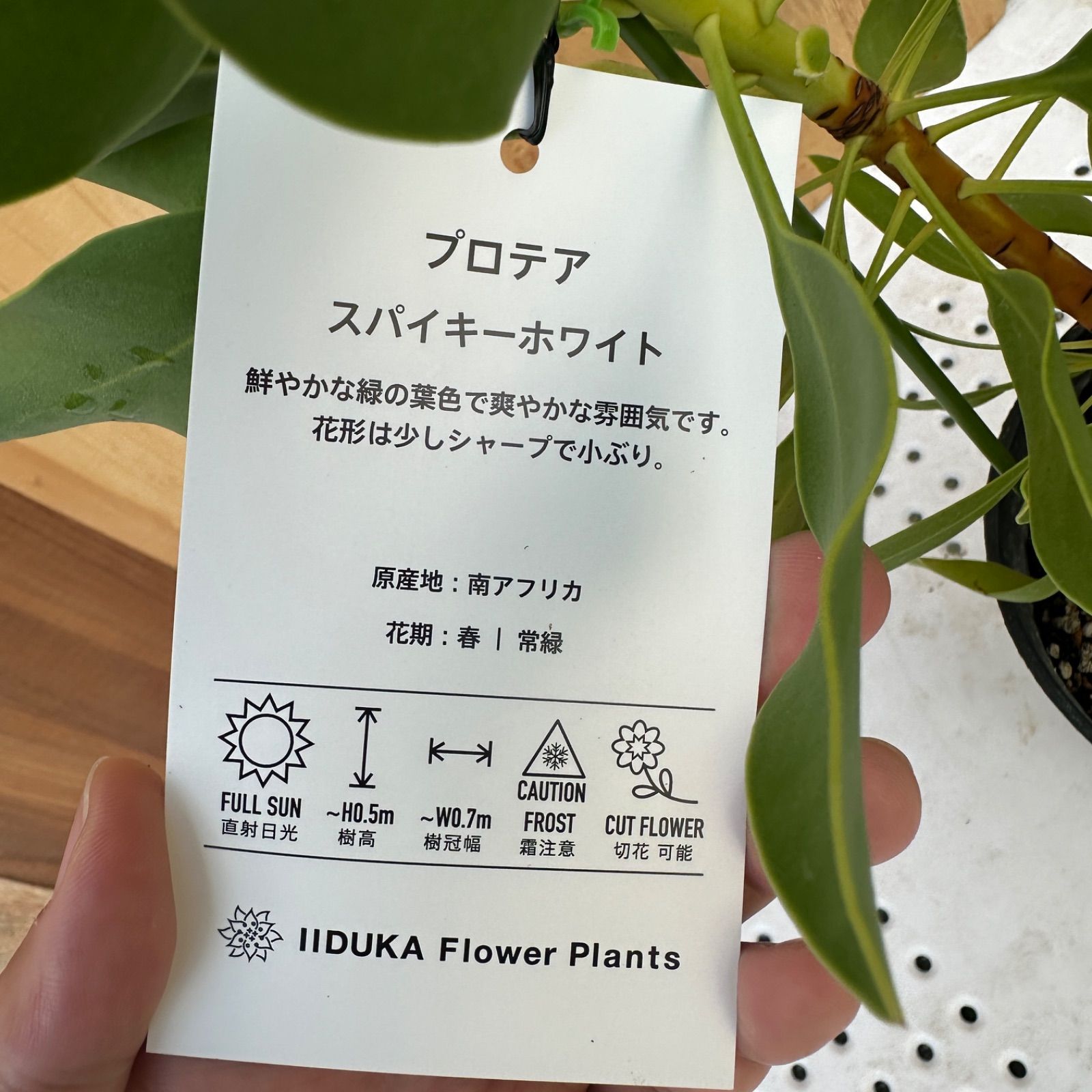現品】④ プロテア スパイキーホワイト 5号 オージープランツ ①