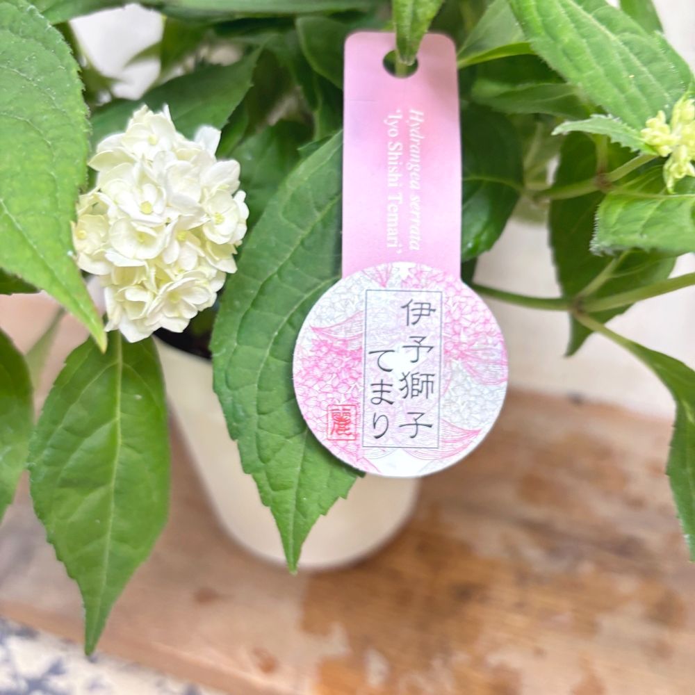 山アジサイ伊予獅子てまり4号鉢来季用お花は終わりました。 - メルカリ