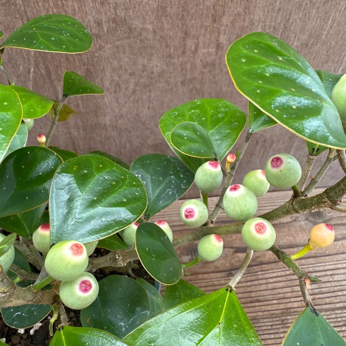 サンプル】フィカス ゴールドコイン Ficus deltoidea フィカス デルトイデア コバンボダイジュ 観葉植物 観葉 植物 珍奇 珍しい レア  希少 インテリア プレゼント おしゃれ かわいい リビング おうち時間 グリーン アートプランツ