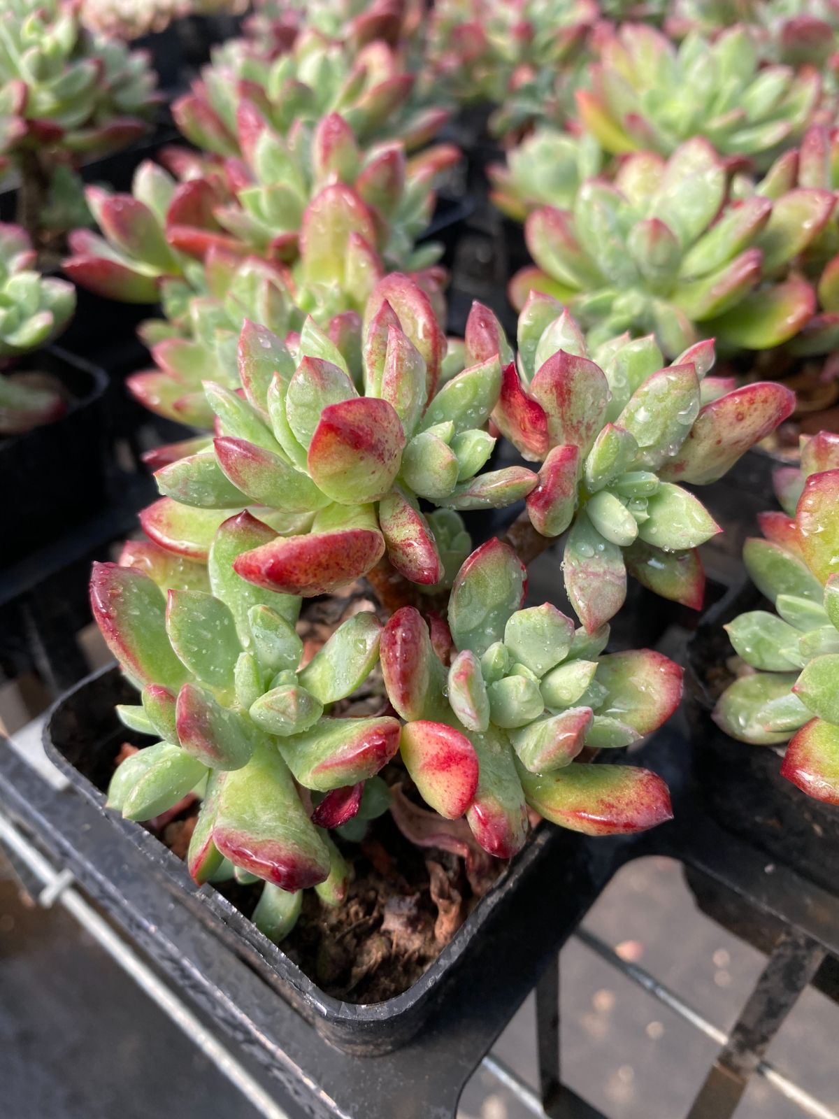 C527　白月影　抜き苗　21株　多肉植物 エケベリア 韓国苗 サボテン C527 白月影 抜き苗 21株 多肉植物 エケベリア 韓国苗 サボテン