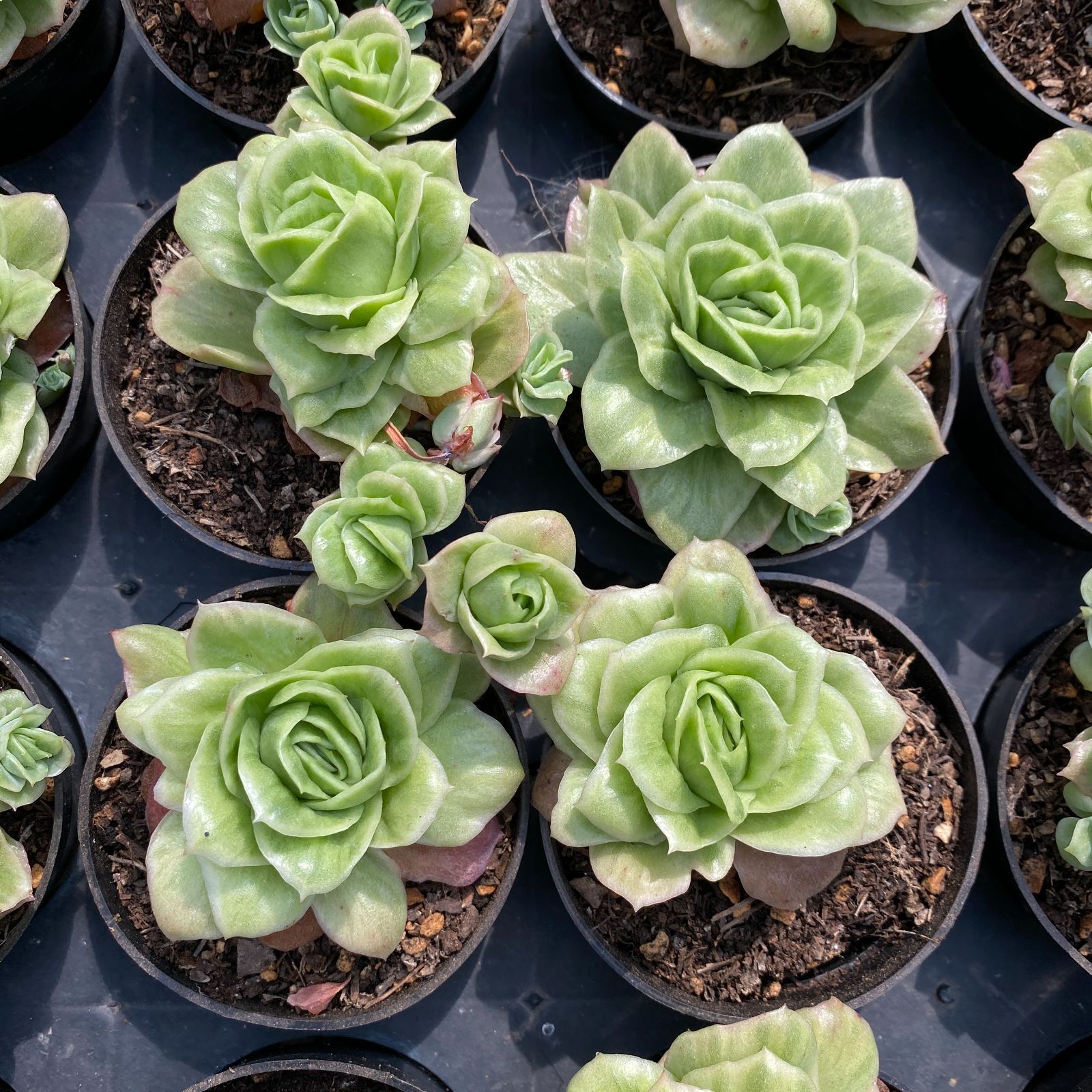目玉商品♡ 多肉植物 韓国苗 100苗セット♡ 楽天市場】【超目玉