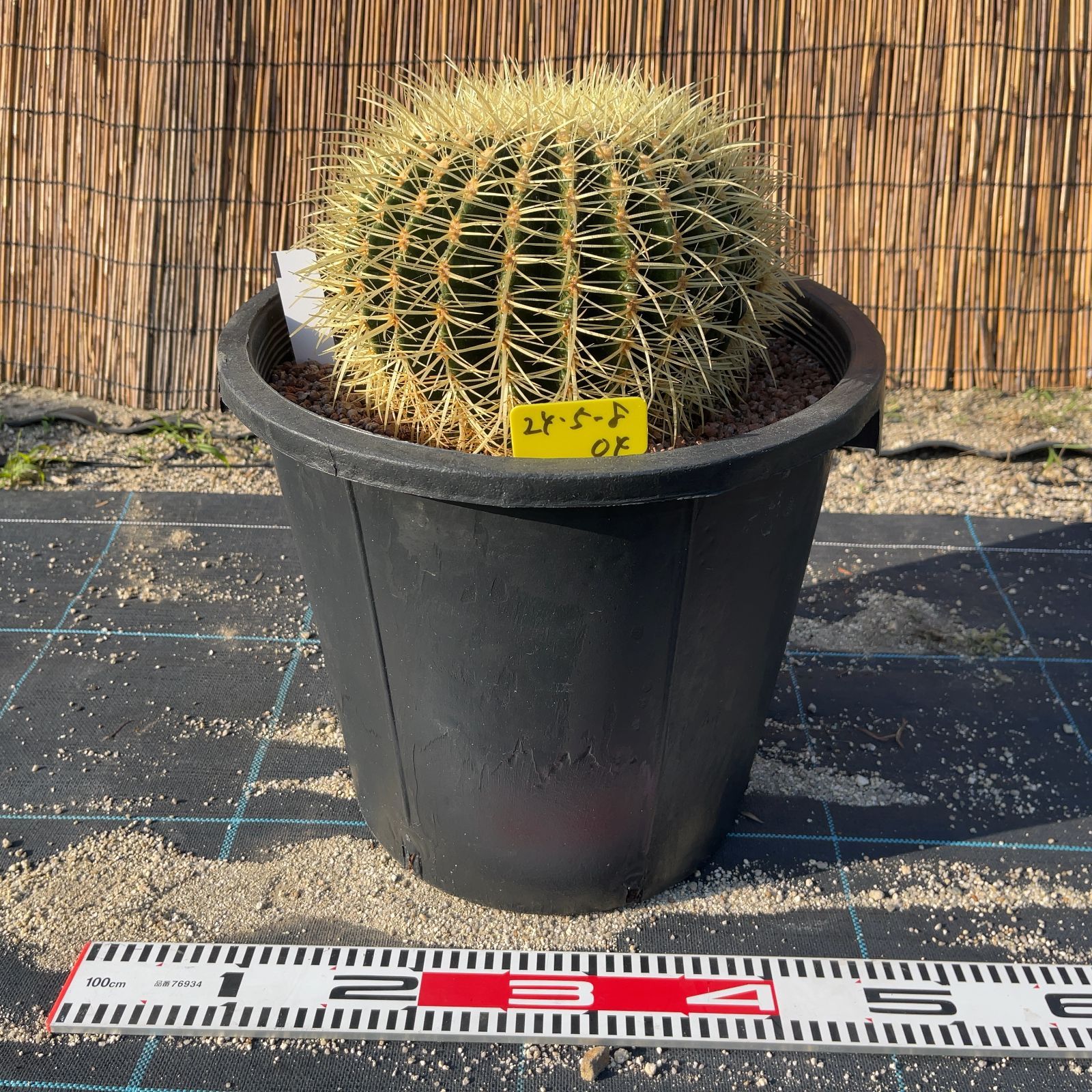 状態良好♩セレクト発送　セール開催中⭐︎キンシャチ⭐︎金鯱12号 観葉植物/サボテンの王様：金シャチ（キンシャチ・金鯱）12号