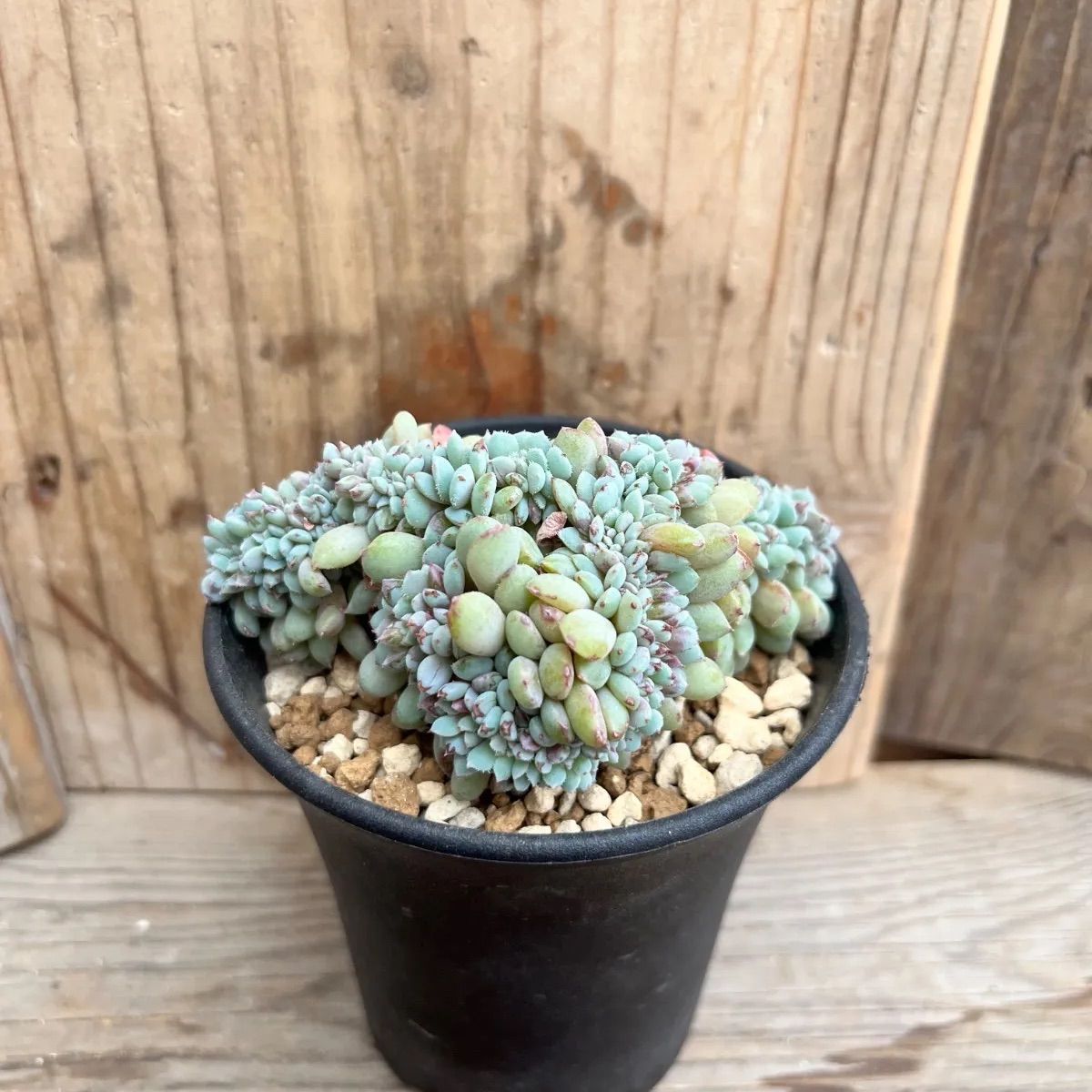 コールマン ポケモン ミニテーブル new Coleman ポケモンテーブル レア