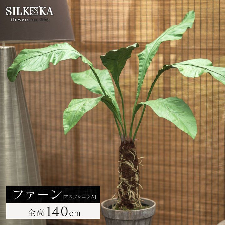 激レア 極斑ビレッティア x フロリダビューティ カット苗 楽天市場