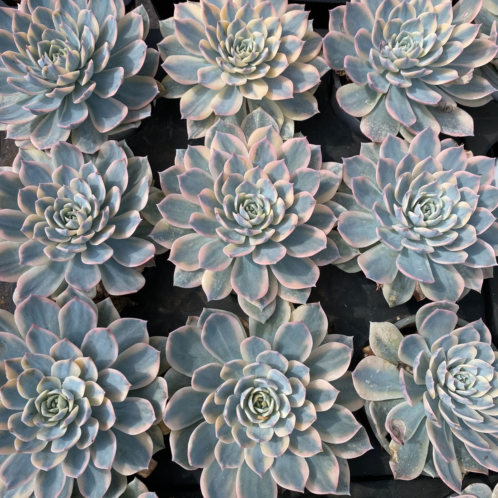 ❤️専用出品❤️ブルーサプライズ錦❤️抜き苗❤️ブルー札 ❤️専用出品❤️ブルーサプライズ錦❤️抜き苗❤️ブルー札 ❤️専用出品