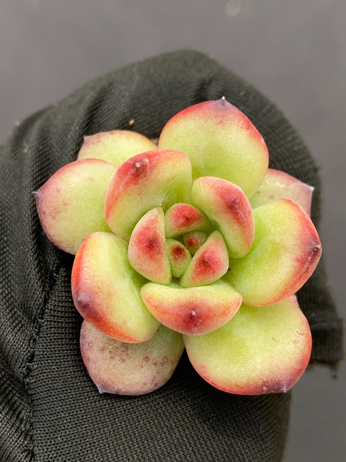 K*Z様 15種類セットK1062×105苗 土付き 詰め合わせ 多肉植物 エケ 15株の抜き苗セット】粉玉錦 多肉植物 佐川急便発送 エケベリア