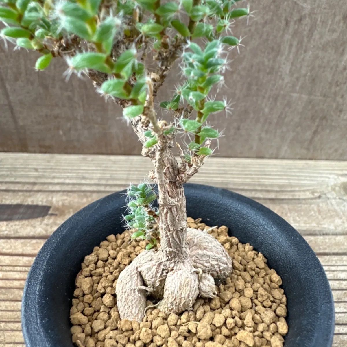 トリコディアデマ ブルボスム④ Trichodiadema bulbosum  姫紅小松 2.5号 観葉植物 観葉 植物 珍奇植物 珍奇 珍しい 塊根植物 塊根 コーデックス メセン インテリア プレゼント おしゃれ かわいい おうち時間 グリーン