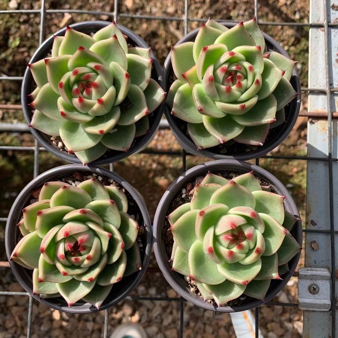 20株の抜き苗セット】レッドクリスタル 多肉植物 佐川急便発送 20株の抜き苗セット】レッドクリスタル 多肉植物 佐川急便発送