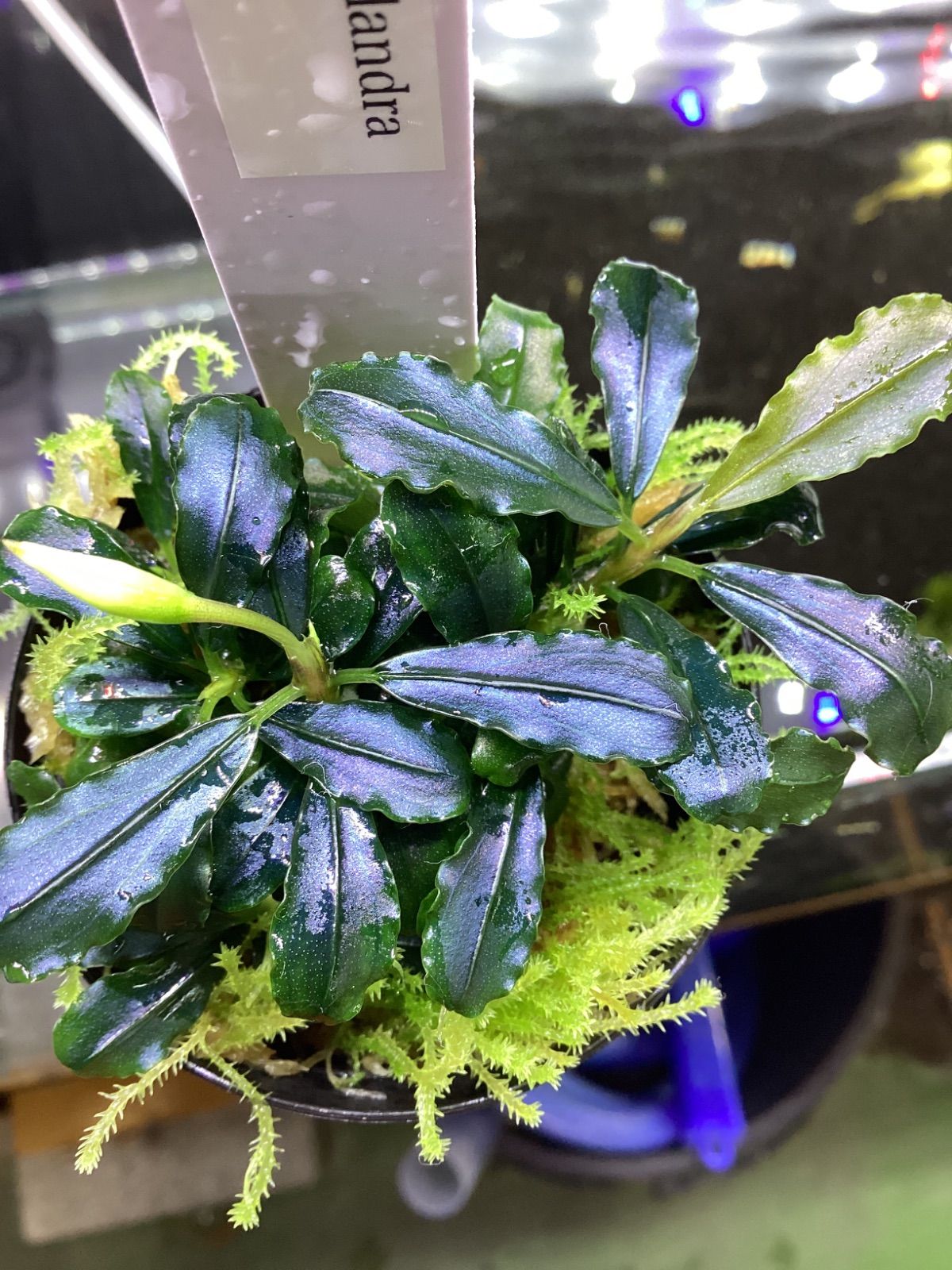 ブセファランドラ sp. ピグマエアマーブル 組織培養1袋 Bucephalandra