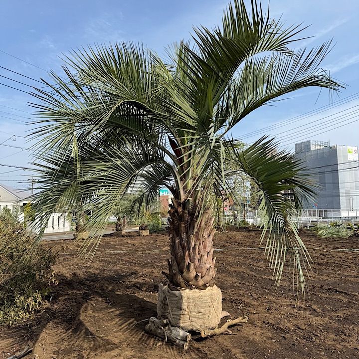 3m50cm】ココスヤシ - メルカリ