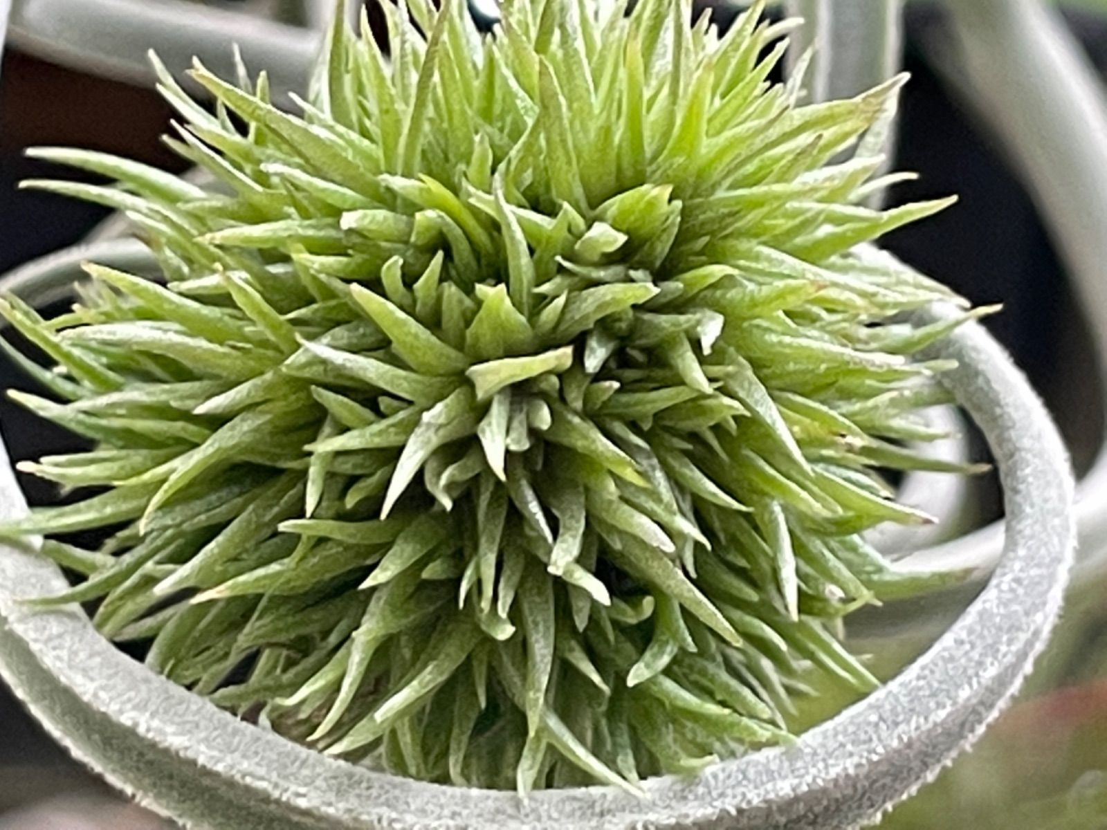 メルカリshops 大 ティランジア アエラントス テディベアaeranthosteddybear