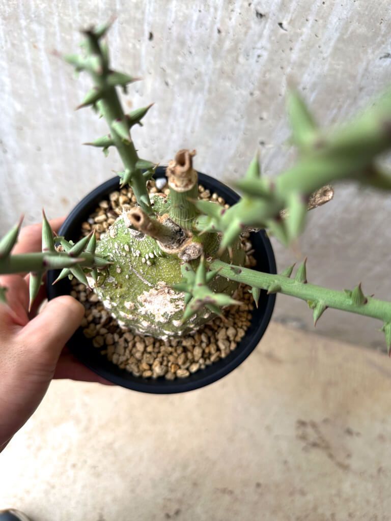 アデニア　グロボーサ　大株　現地球 グラキリス　パキプス アデニア グロボーサ 大株 現地球 グラキリス パキプス 超大株