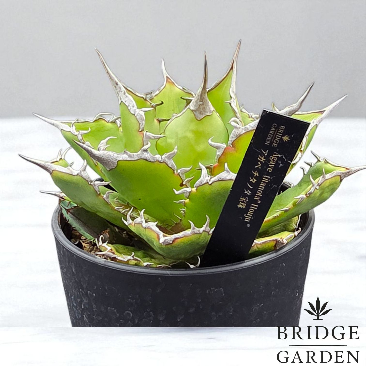 観葉植物 アガベ チタノタ 宝珠 (Agave titanota 