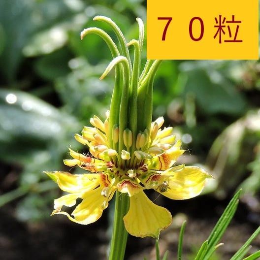 花の種】７０粒 ニゲラ オリエンタリス トランスフォーマー - メルカリ