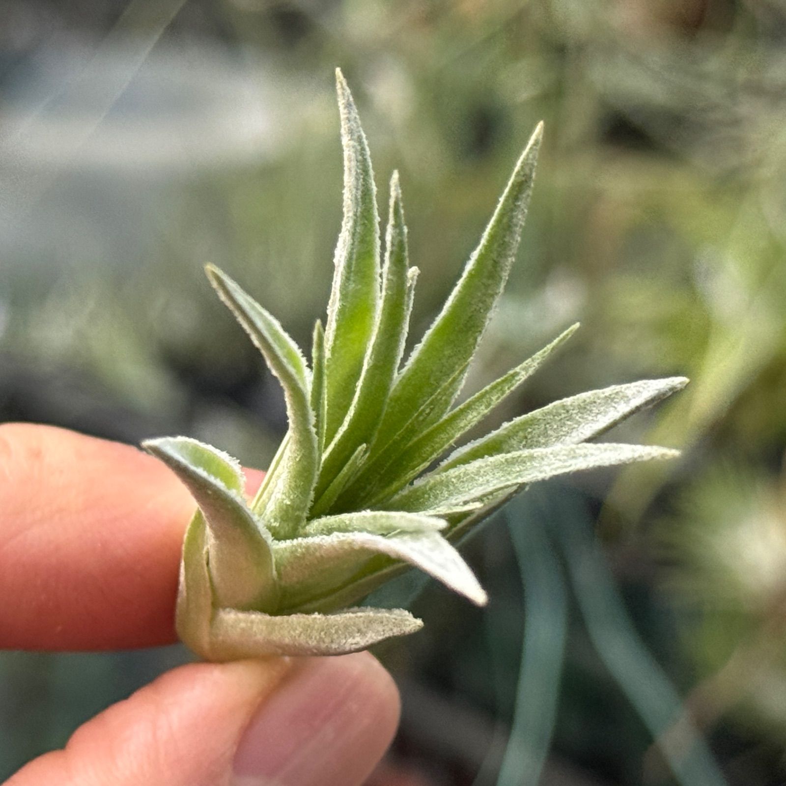 チランジア ロゼイフローラ Tillandsia roseiflora＊エアプランツ
