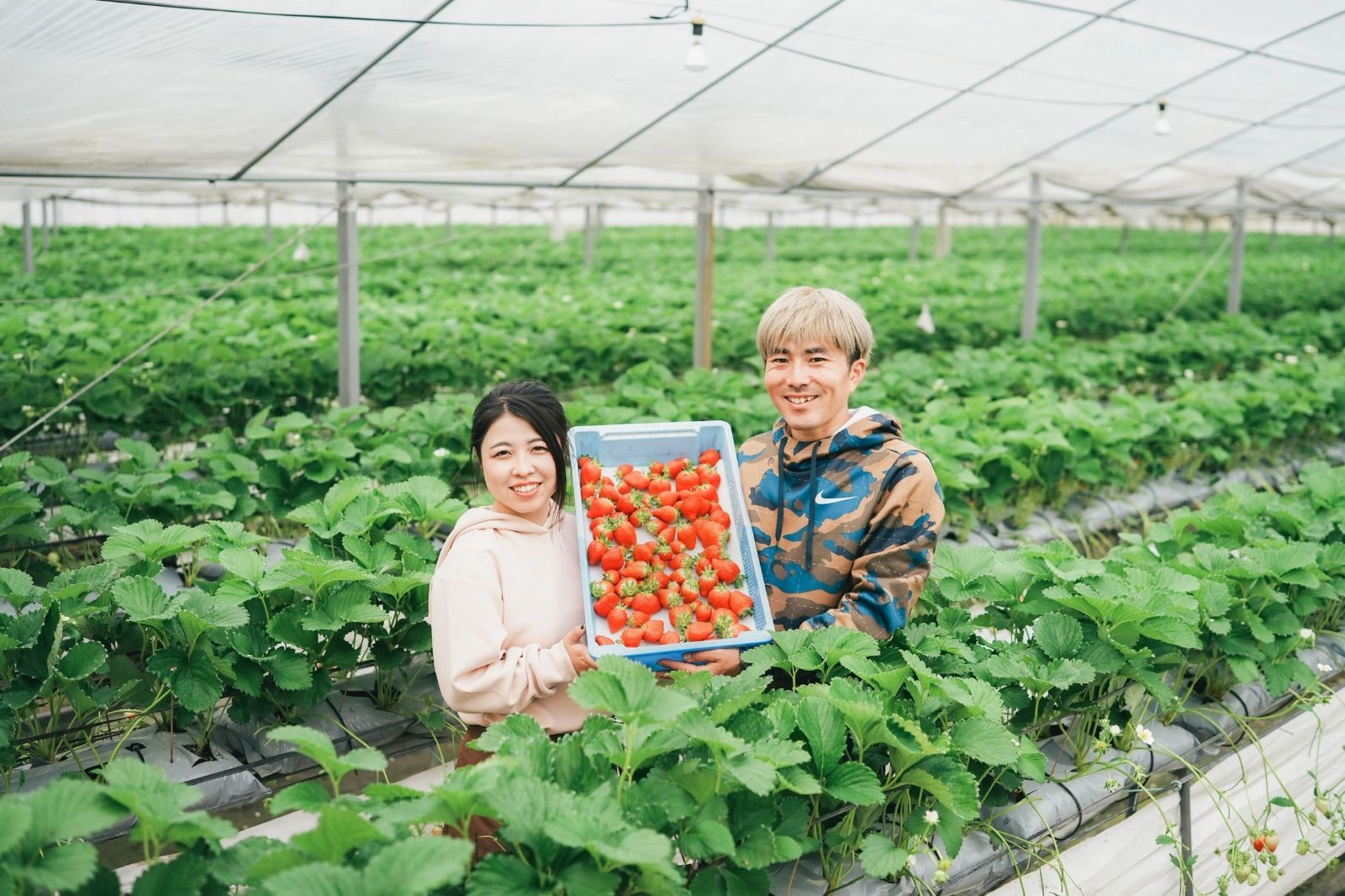 新鮮朝採りかんちゃん農園の甘いいちご びっくり特大!!新鮮朝採りいちご 愛媛県産 かんちゃん農園の甘い