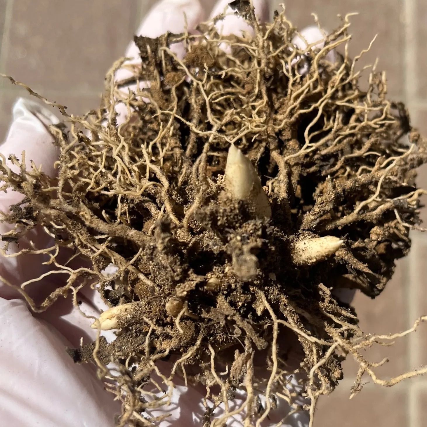 ギボウシ ホスタ 斑入り 抜き苗 芽5個 - メルカリ
