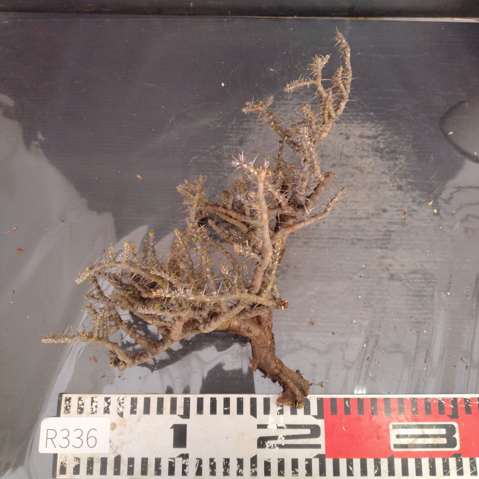 すとぷり ジェルくん 全顔 チェキ ☆激レア☆すとぷり ジェルくん 全顔