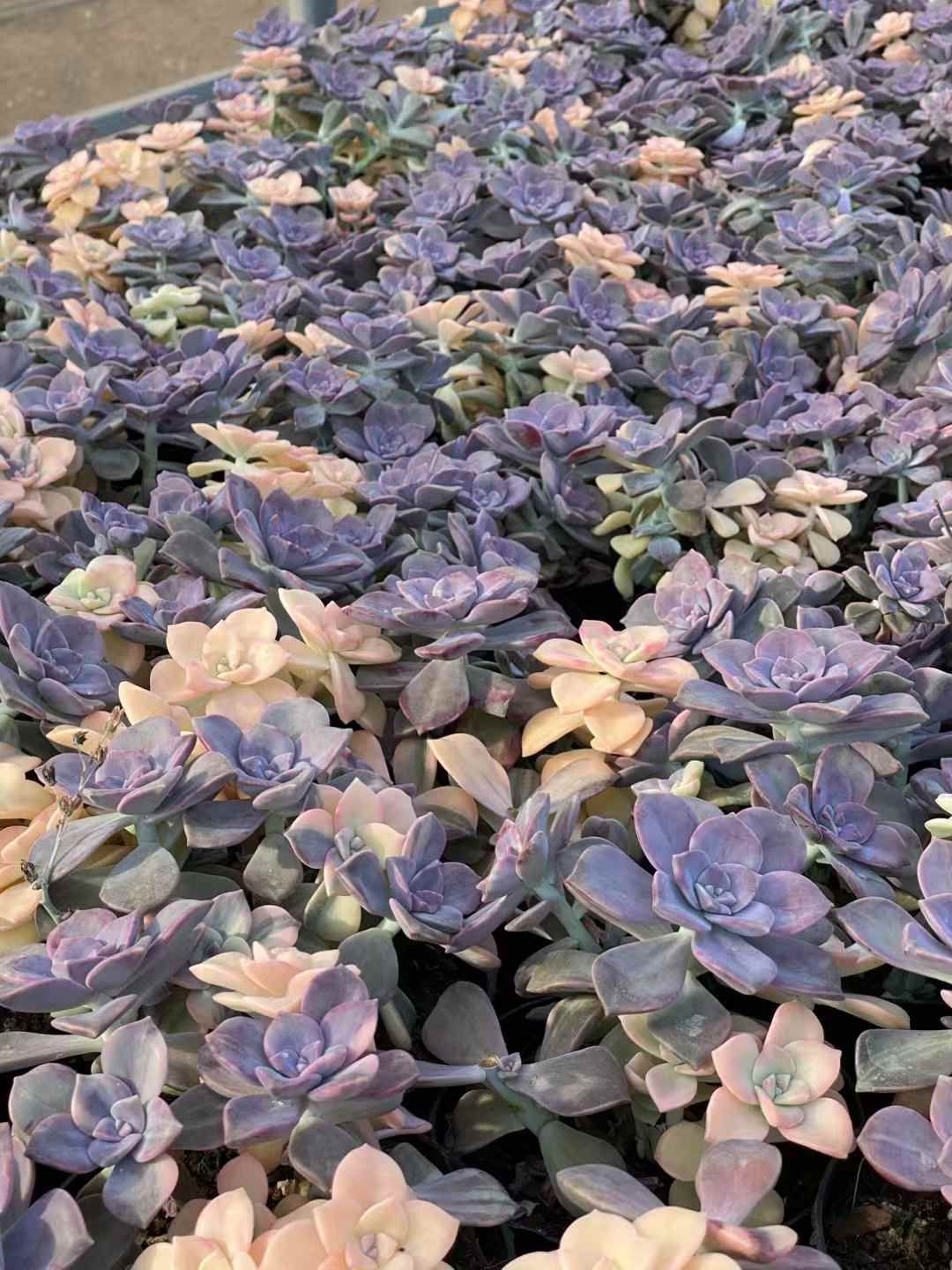 多肉植物 パープルディライト錦 新入荷 るる農園 | るる農園